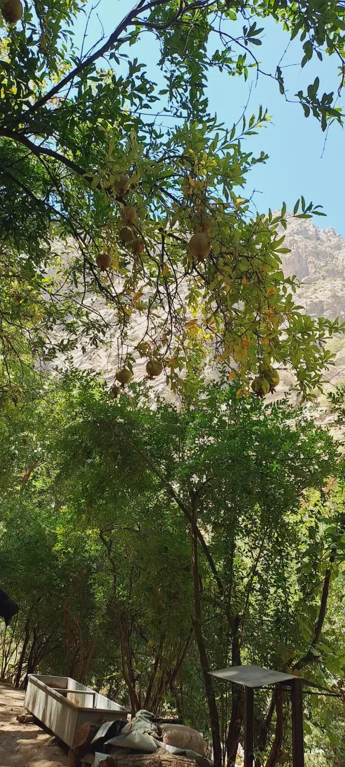 طبیعت گردی|فعالیت داوطلبانه|تهران, سازمان برنامه شمالی|دیوار