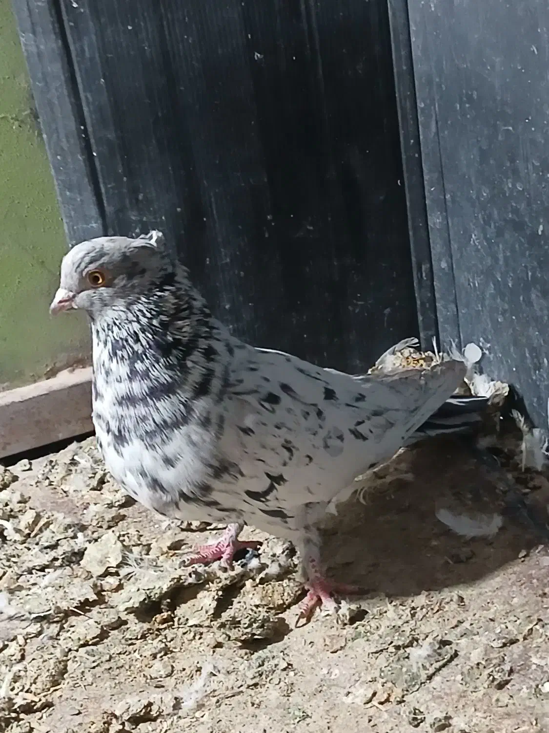 سور نر|پرنده|بم, |دیوار