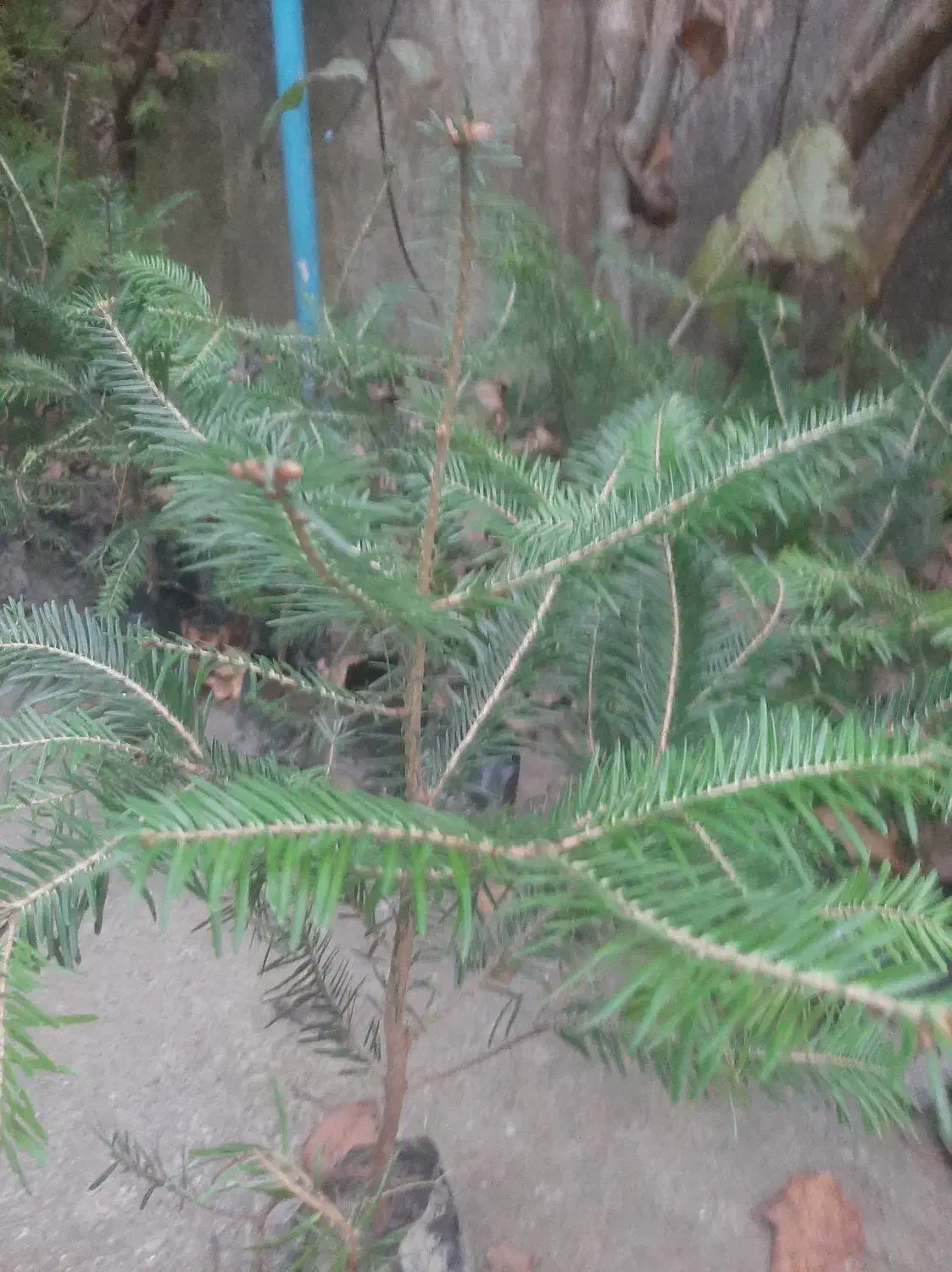 تعدادی کاج ابیس نایلکسی بزرگ بفروش میرسد|گل و گیاه طبیعی|رودسر, |دیوار