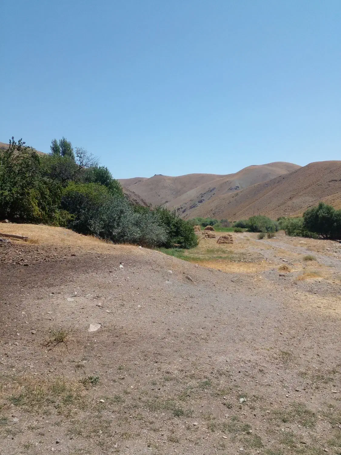 انجام خدمات باغبانی هرس کاشت درخت|خدمات باغبانی و درختکاری|قم, سید معصوم|دیوار