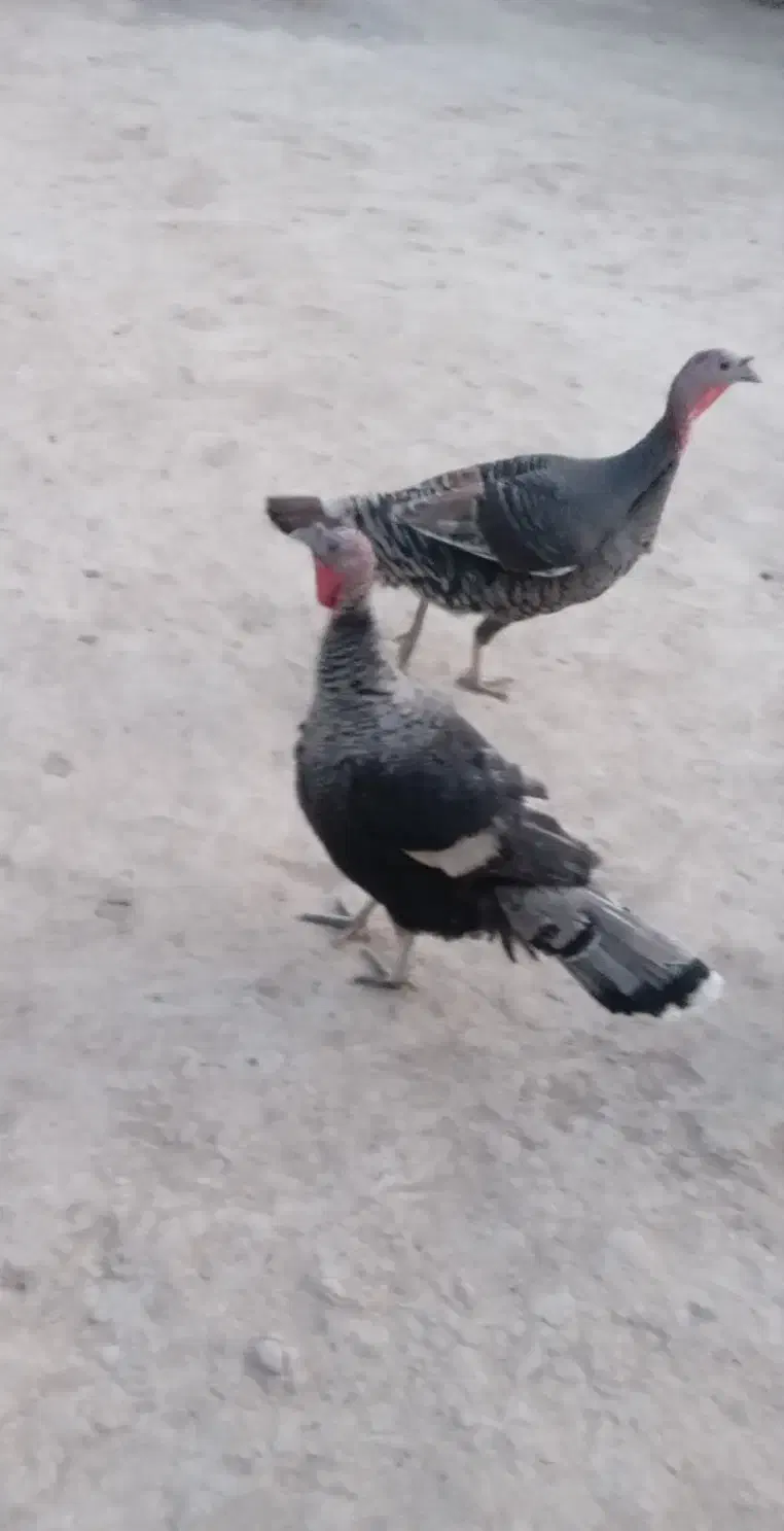 بوقلمون|حیوانات مزرعه|زهک, |دیوار