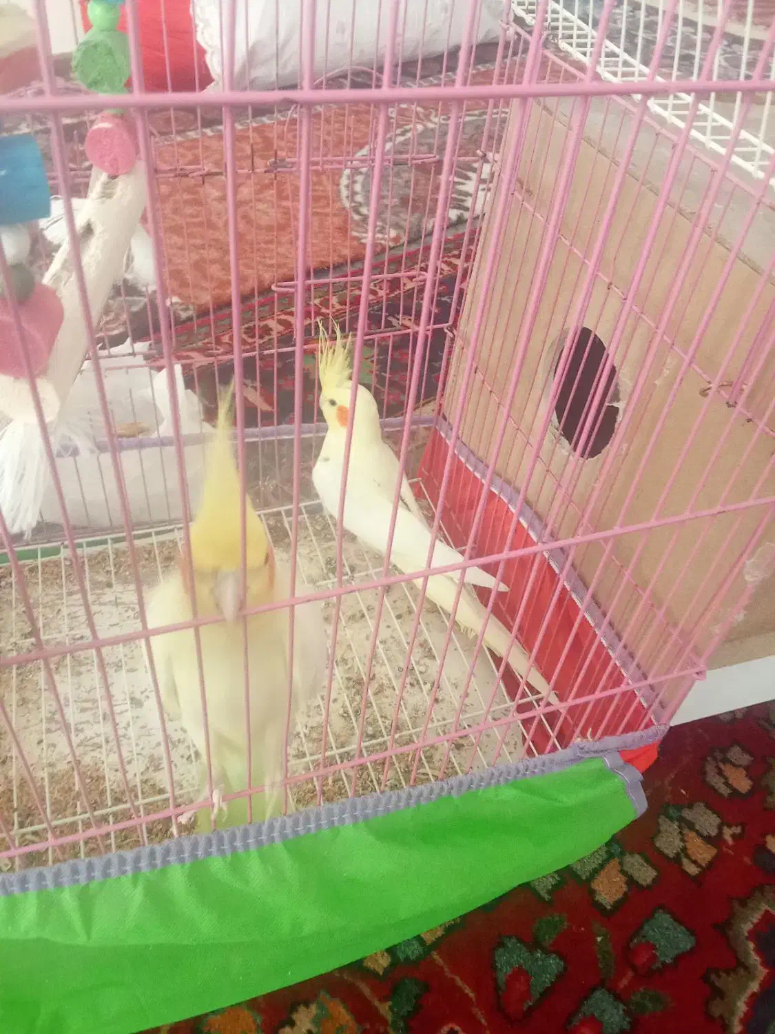 ۳۰۰۰۰۰۰۰|پرنده|خوی, |دیوار