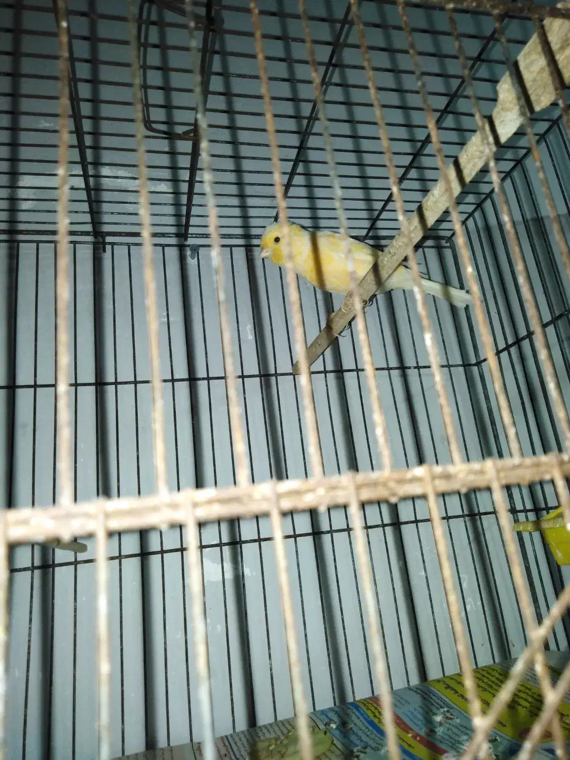 قناری|پرنده|ساری, |دیوار