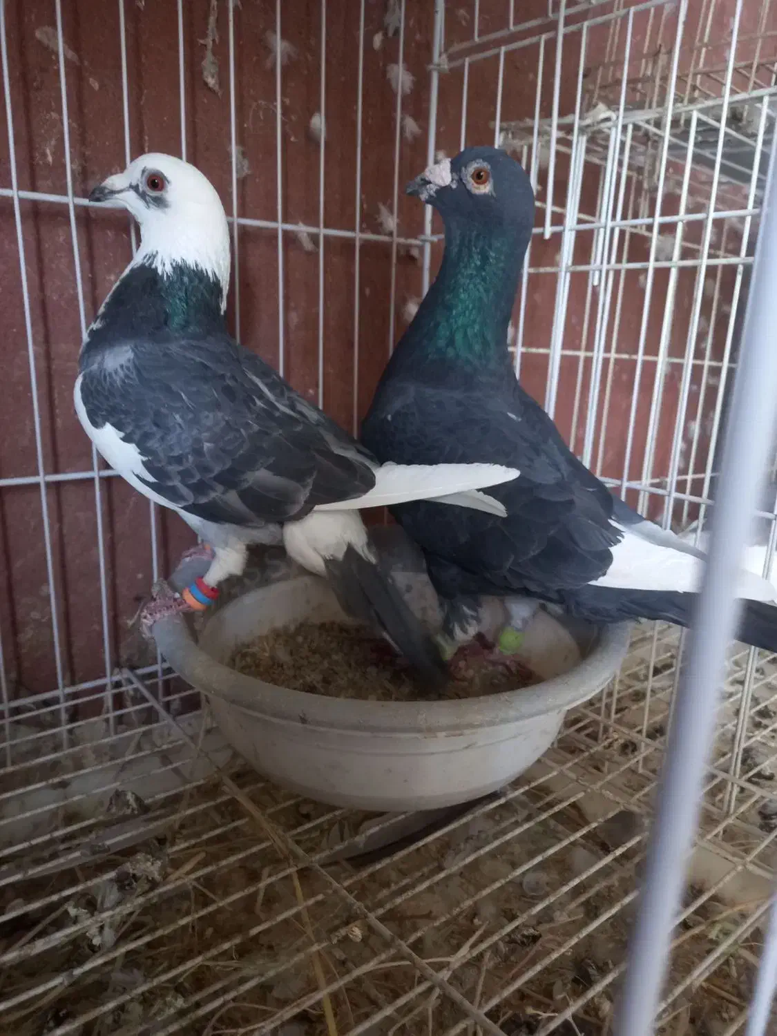 فروش چند جفت کبوتر|پرنده|جره و بالاده, |دیوار