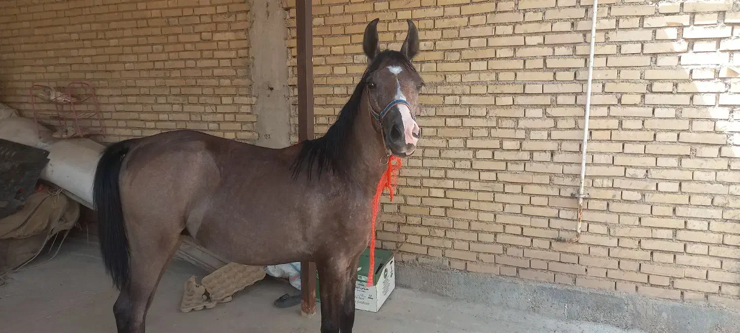 کره اسب نریان چابک و سرحال برای فروش|اسب و تجهیزات اسب‌سواری|شوش, |دیوار