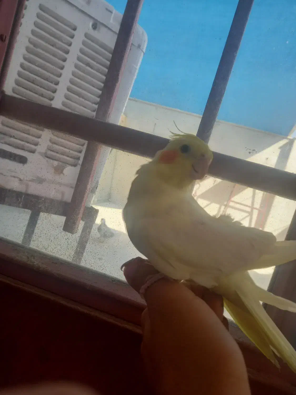 عروس هلندی دستی|پرنده|خمینیشهر, |دیوار