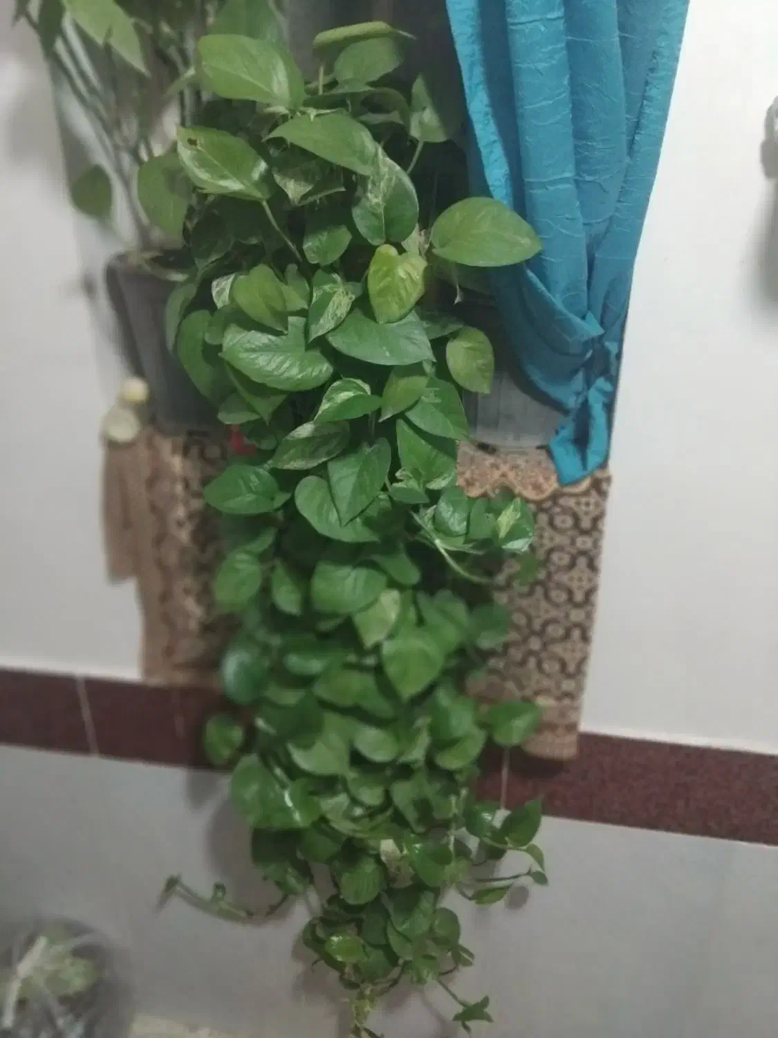 گل رونده|گل و گیاه طبیعی|گالیکش, |دیوار