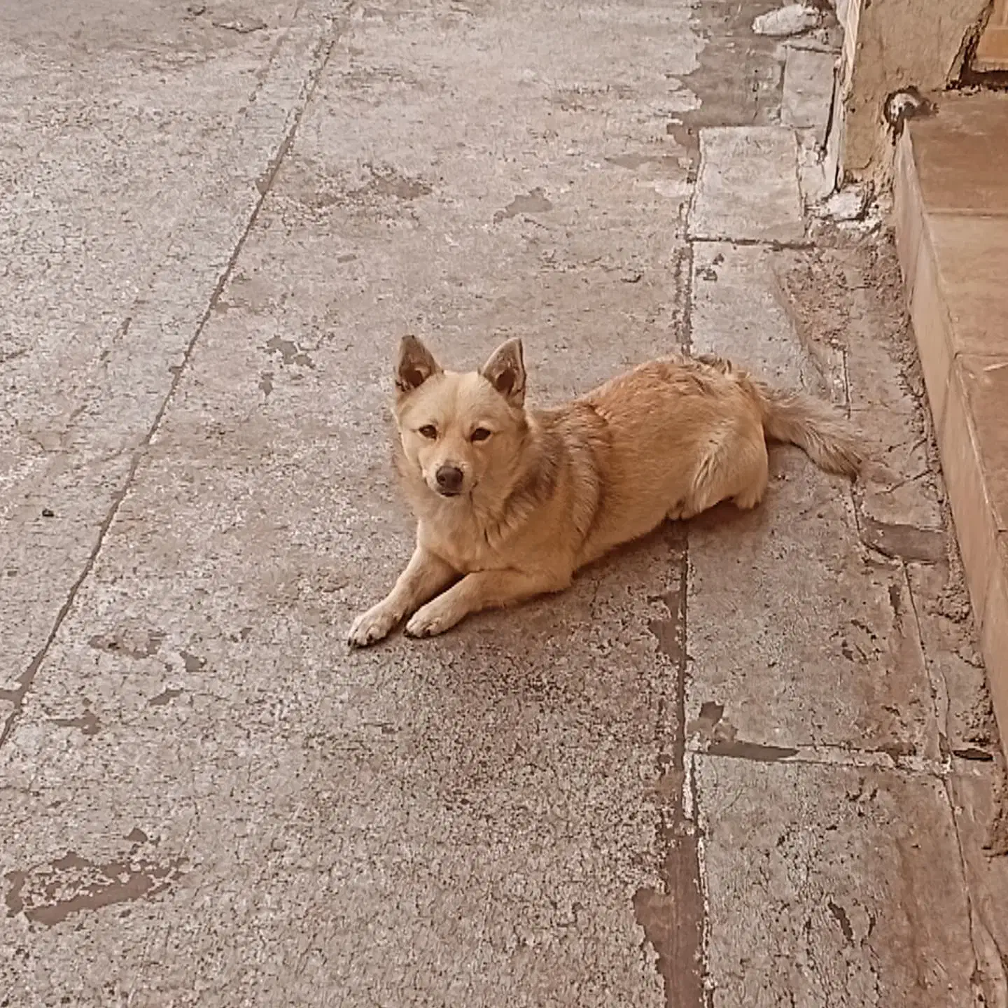 سگ پاکوتاه گمشده|حیوانات|تهران, شهرک صدرا|دیوار