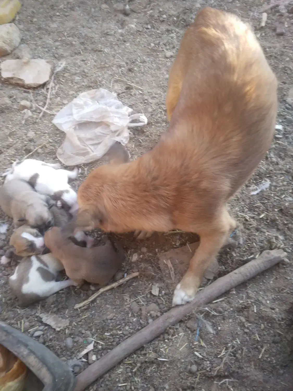 توله پاپی تیز هوش زرنگ|سگ|تربت جام, میان جام|دیوار