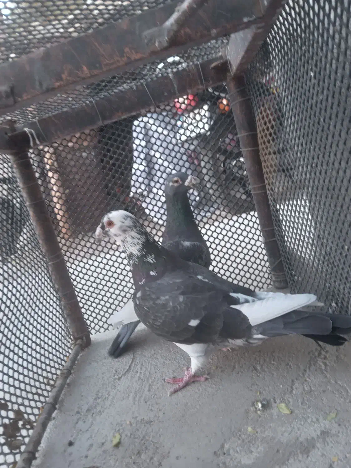 کبوتر|پرنده|سربیشه, |دیوار