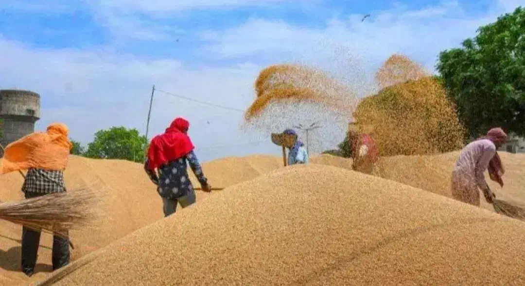 گندم جو چغندر|عمده‌فروشی|کبودرآهنگ, |دیوار