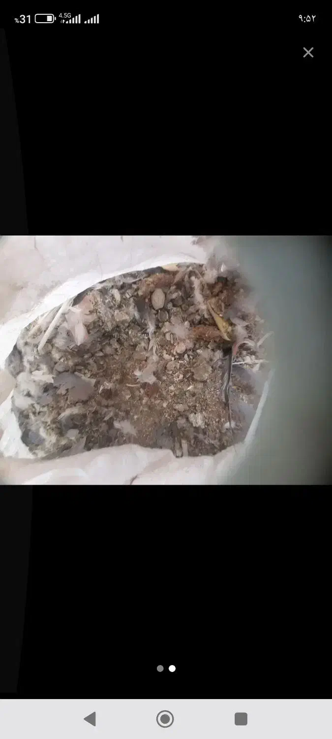 کود کفتر|گل و گیاه طبیعی|کرمان, |دیوار