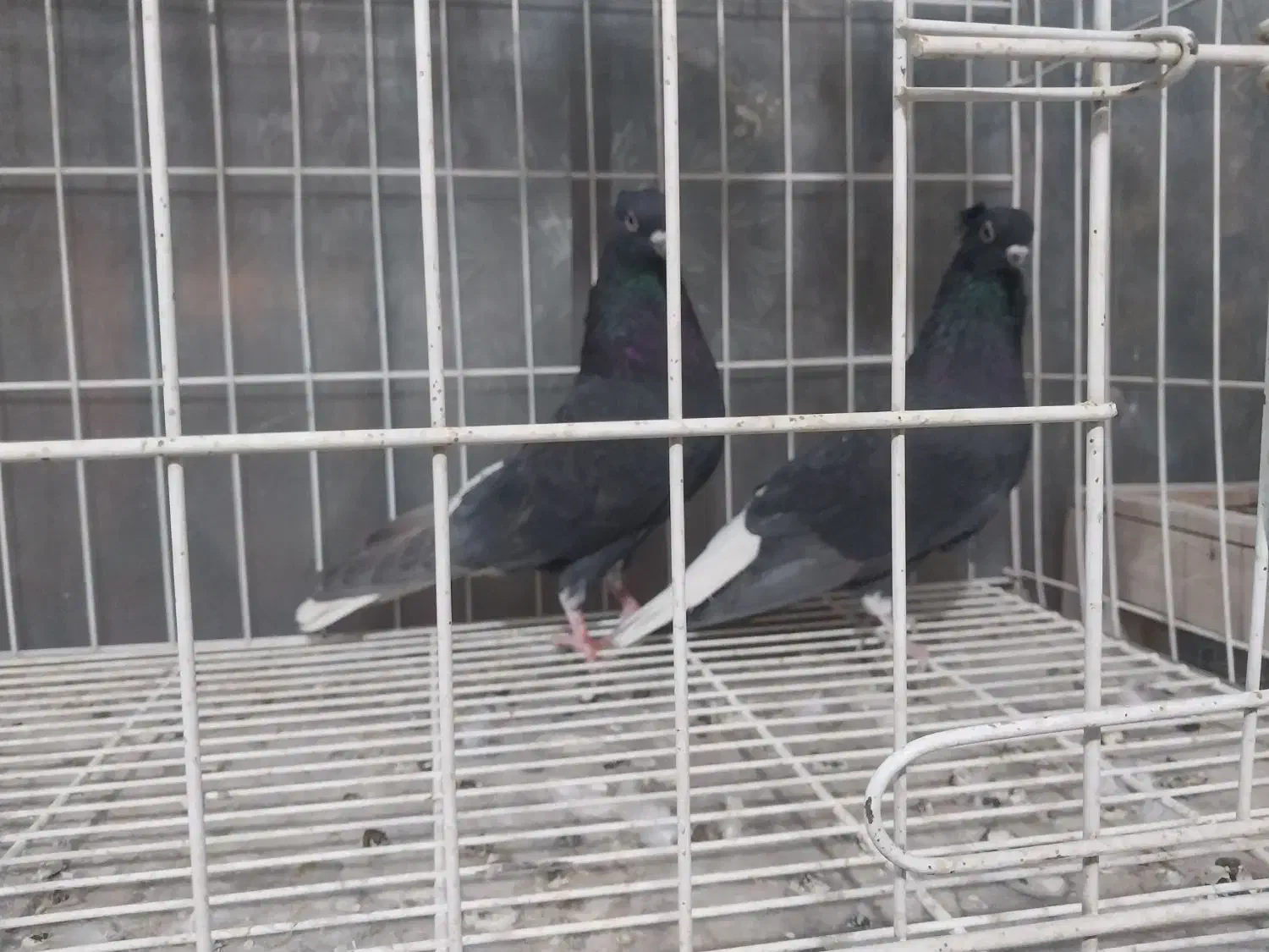 سلام خدمت دوستان چند عدد دم سفید|پرنده|شاهین‌شهر, شهرک گلدیس|دیوار