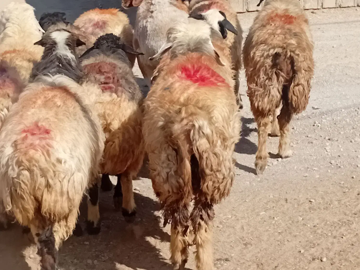 بز داشتی آبستن  قوچ ومیش|حیوانات مزرعه|اقلید, |دیوار