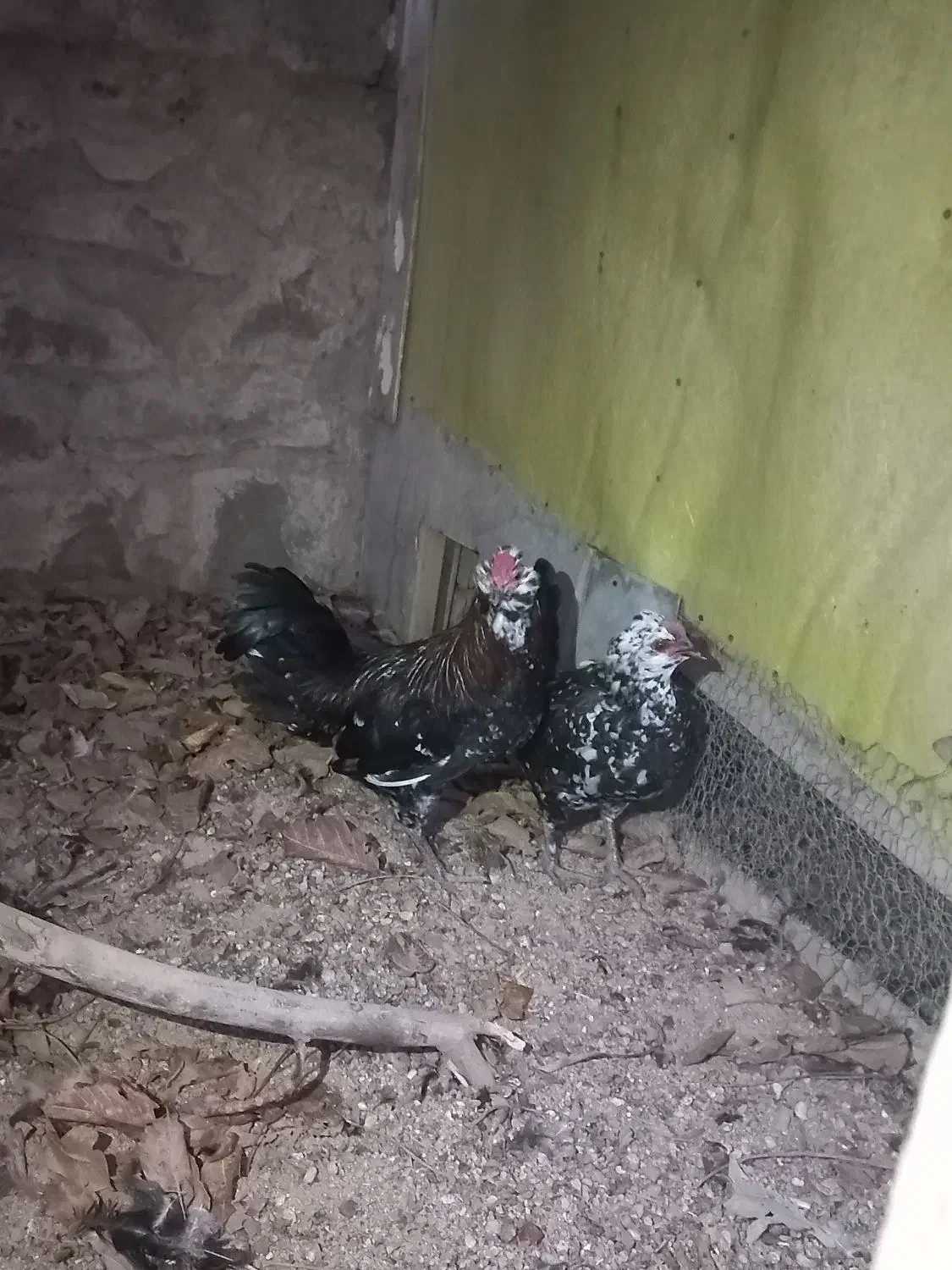 مرغ و خروس گلین|حیوانات مزرعه|سنقر, |دیوار