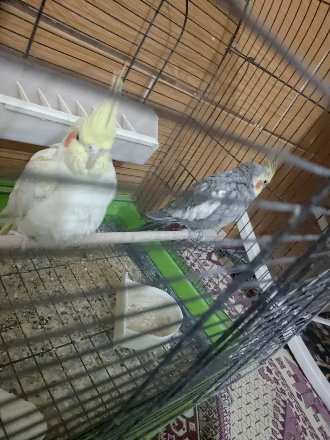 عروس هلندی لوتینو|پرنده|خمین, |دیوار