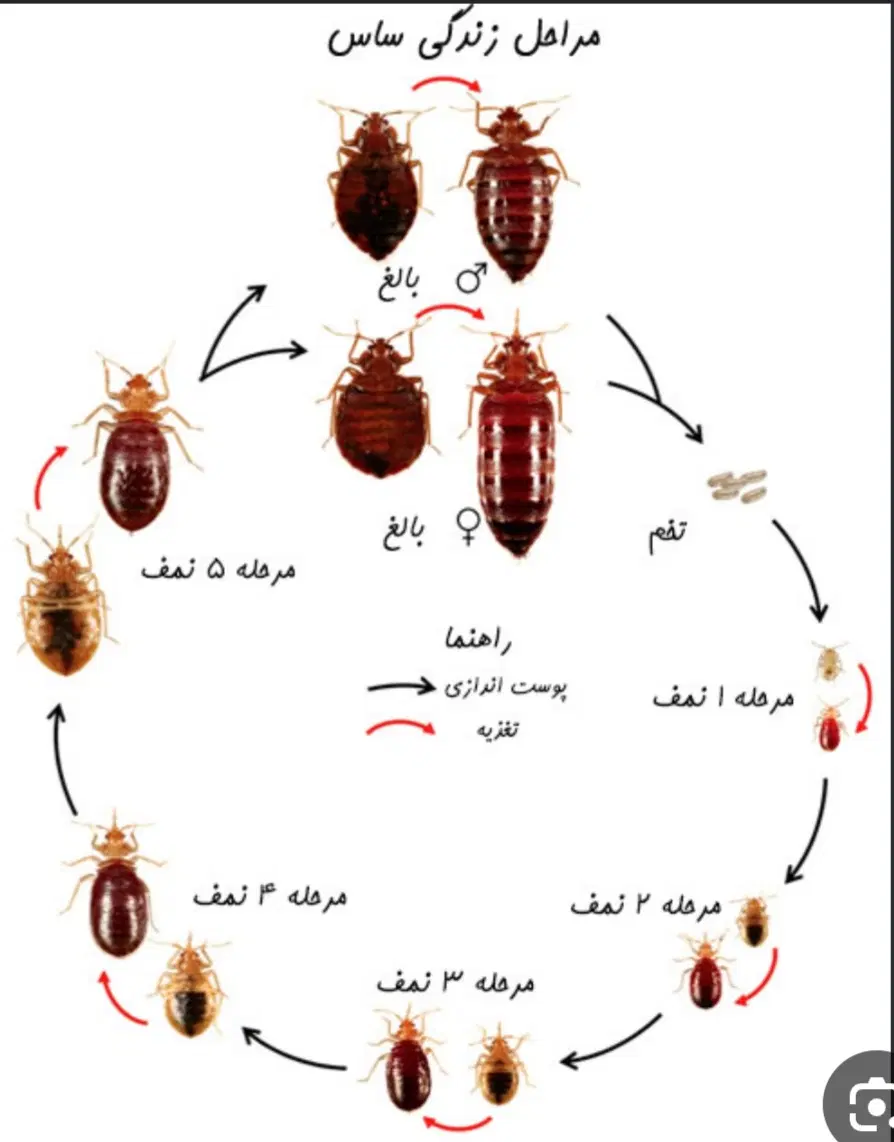 سمپاشی ساس سم پاشی انواع سوسک با گارانتی یک ساله|خدمات نظافت|تهران, زرکش|دیوار