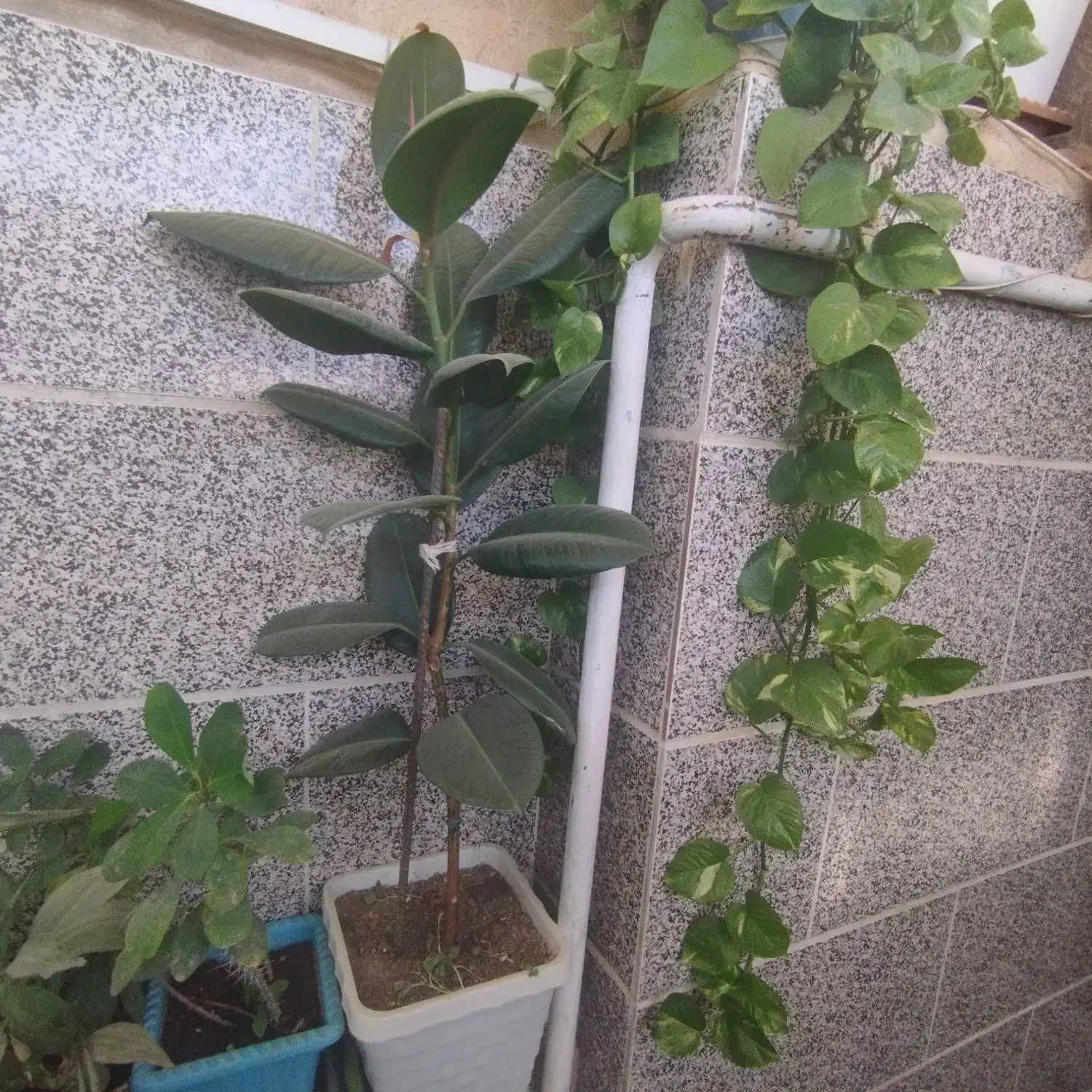 گل آپارتمانی فیکوس|گل و گیاه طبیعی|محمدیه-قزوین, |دیوار