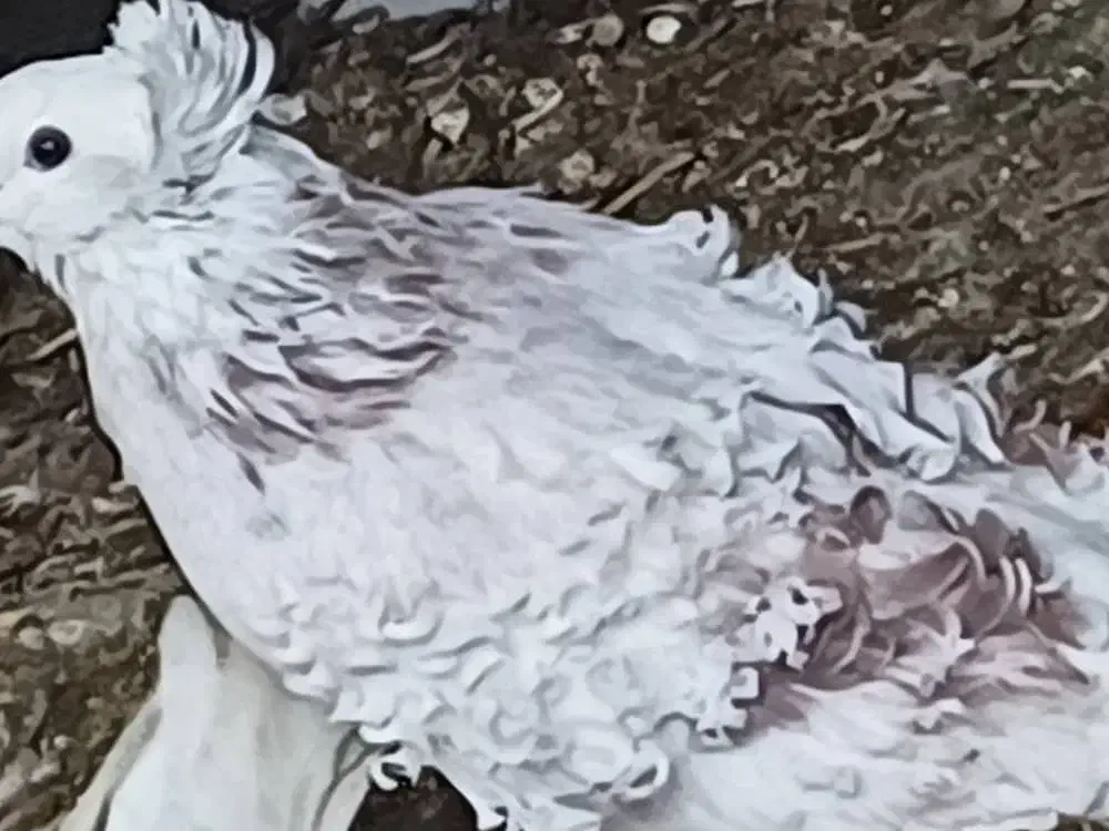 کبوترجکسون سفیدسیا معاوضه با هومریهودی دنش اسکندرو|پرنده|طبقده, |دیوار