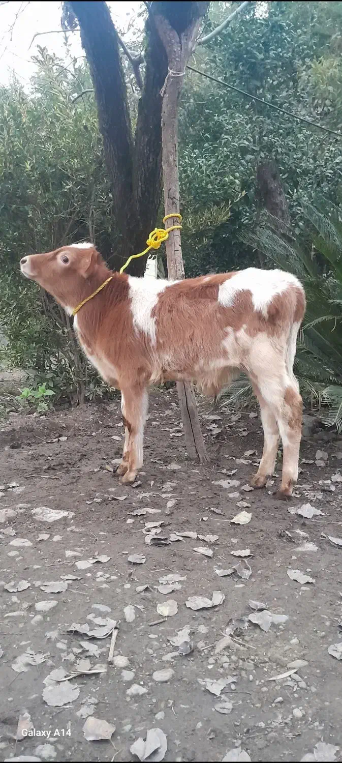 گوساله نر  گاو|حیوانات مزرعه|رشت, نظری|دیوار