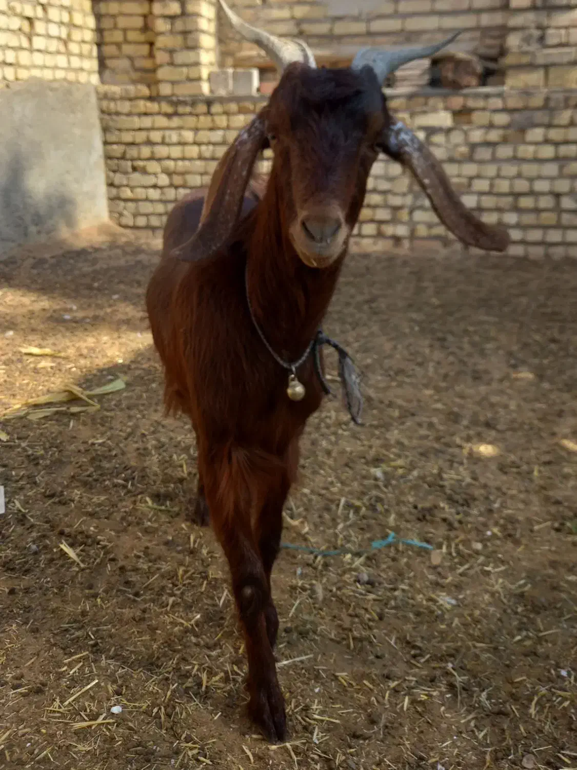 بزکولارآبستن|حیوانات مزرعه|آران و بیدگل, |دیوار