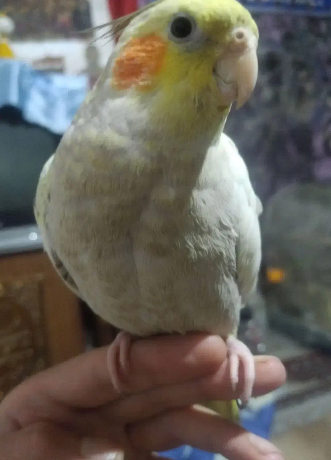 عروس هلندی نر 4 ماهه معاوضه و فروش|پرنده|تهران, مینابی|دیوار