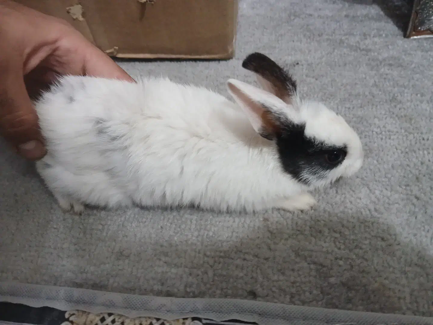 خرگوش|موش و خرگوش|اهواز, آسیاباد|دیوار