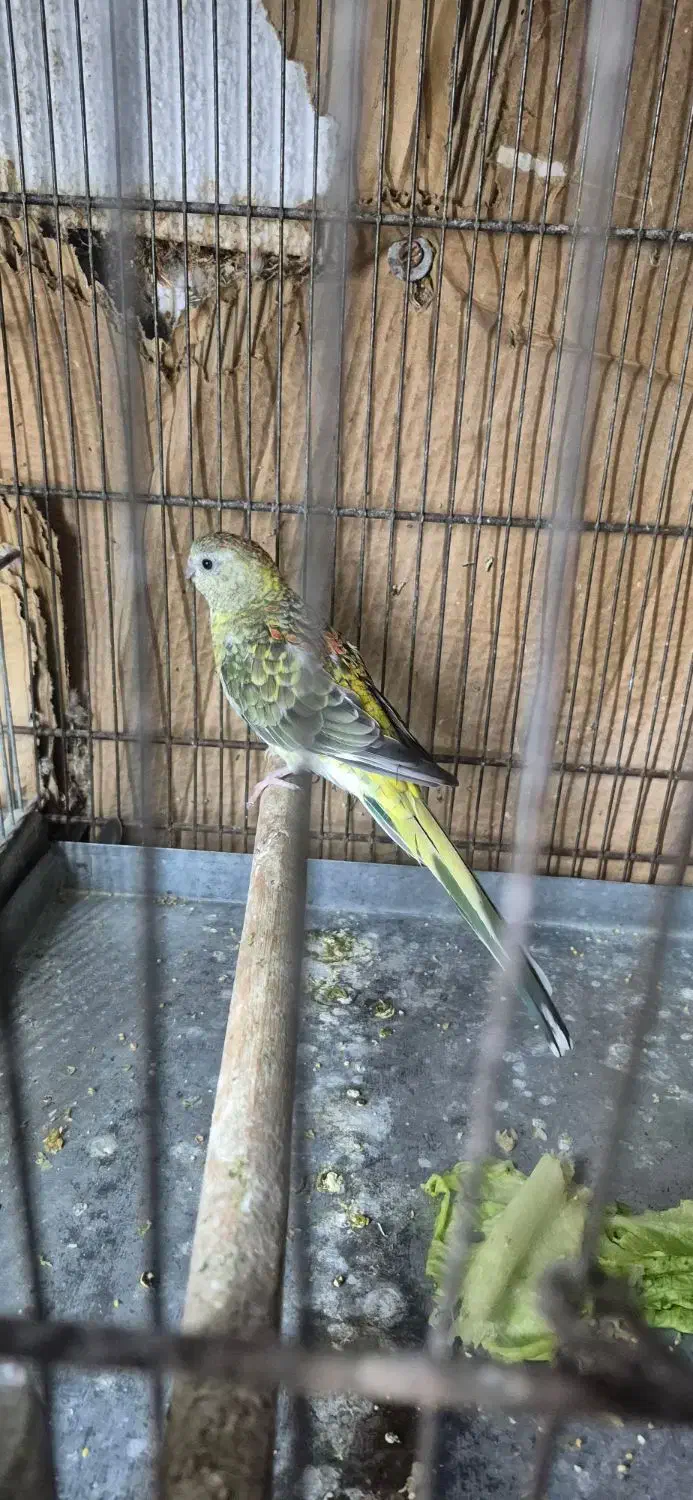 طوطی آوازه خوان|پرنده|اهواز, زندوکیلی|دیوار