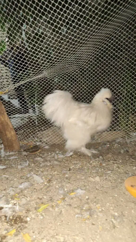 مرغ و خروس مولد ابریشمی نژاد دار|حیوانات مزرعه|تهران, قیام|دیوار