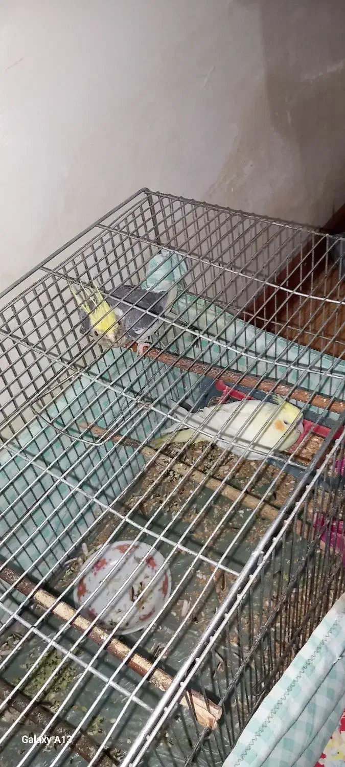 عروس هلندی|پرنده|ارومیه, |دیوار