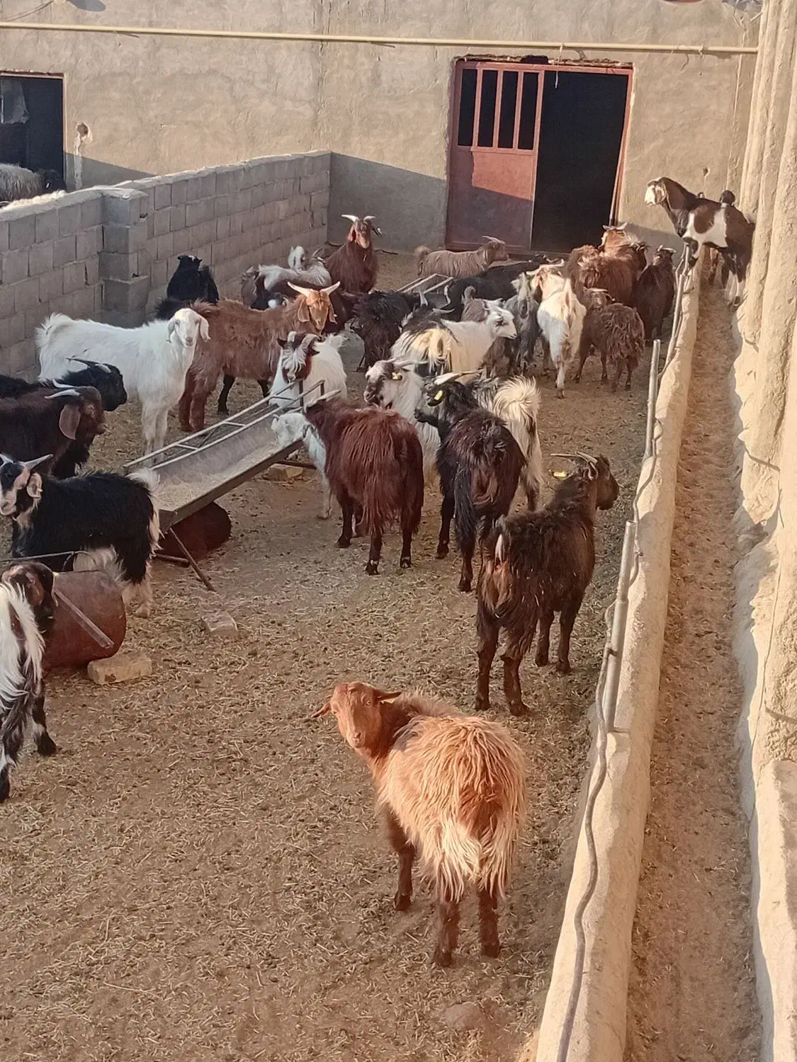 کره نر وماده|حیوانات مزرعه|نیر (یزد), |دیوار