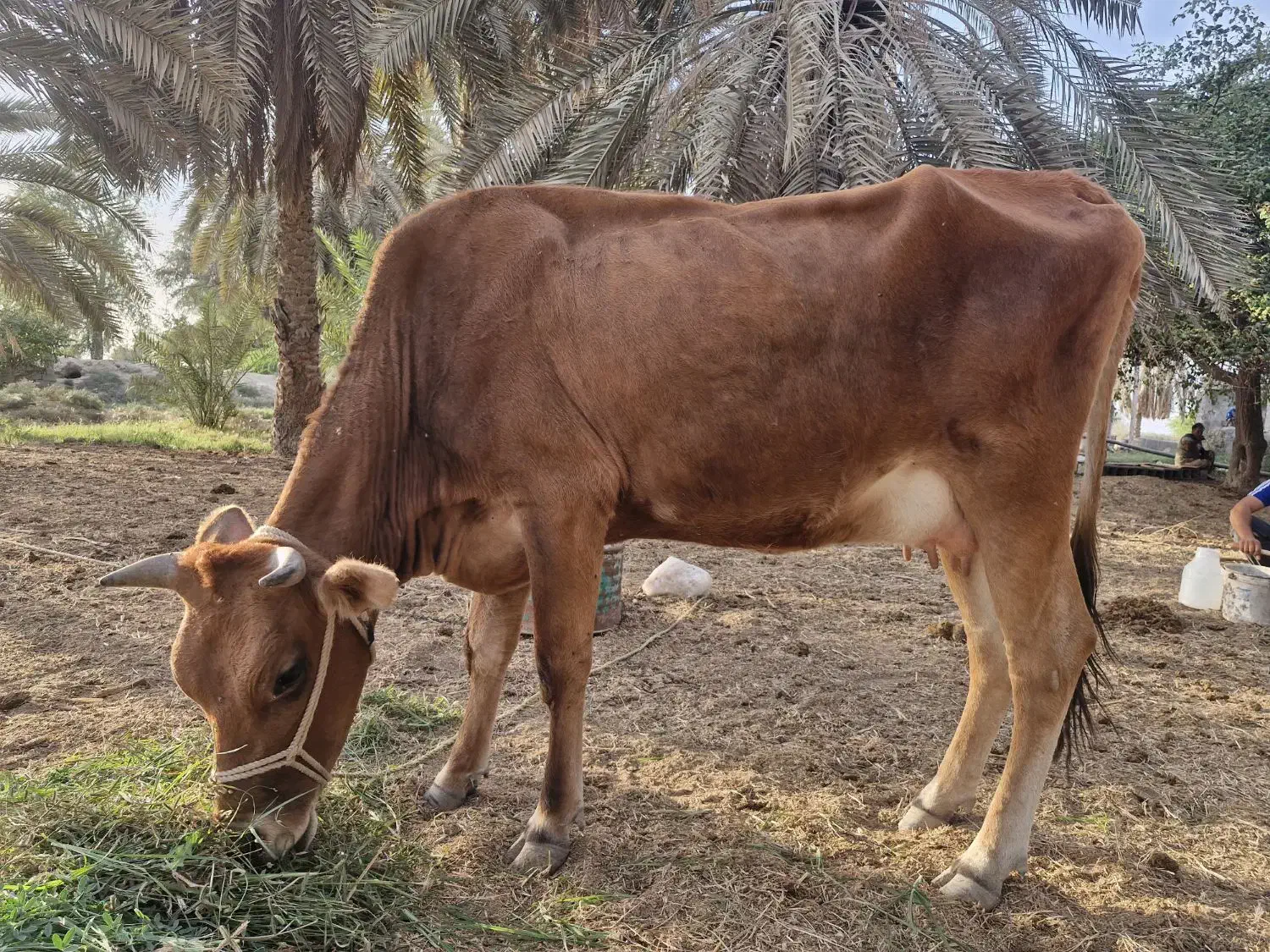 گاو جرسی با گوساله نر|حیوانات مزرعه|بندرعباس, |دیوار