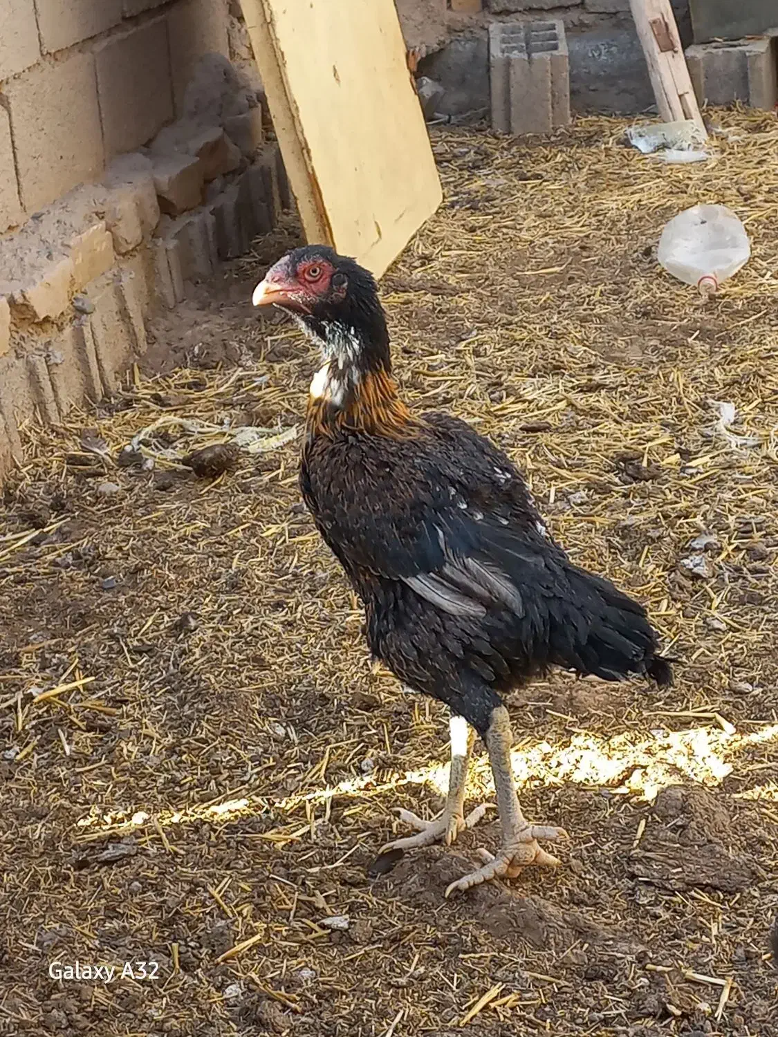 مرغ و خروس لاری اصیل|حیوانات مزرعه|تربت جام, میان جام|دیوار