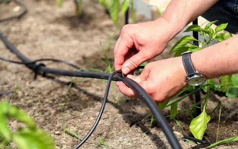 اجرای آبیاری قطره ای و تاسیسات استخر|خدمات باغبانی و درختکاری|ورامین, قويينک زهری|دیوار