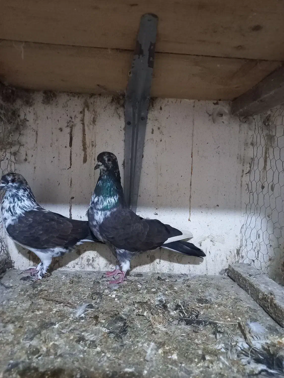 کبوتر پرشی|پرنده|رودسر, |دیوار