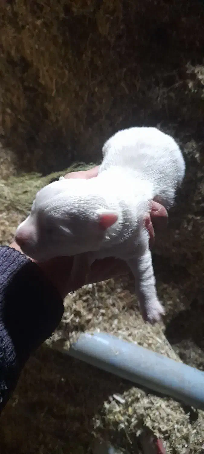 توله عروسکی|سگ|سراب, |دیوار