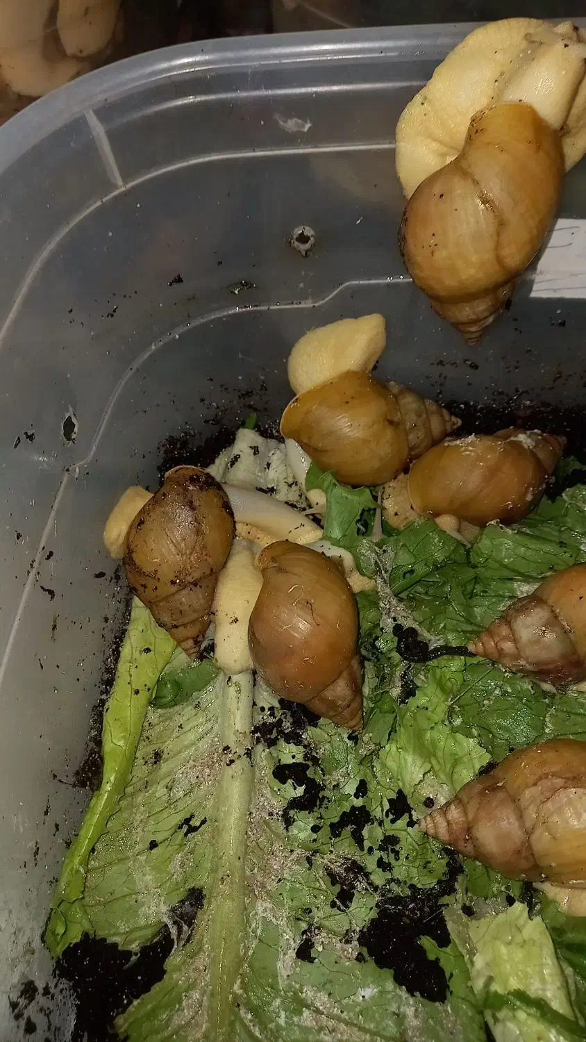 واگذاری ۱۵۰ حلزون مولد آفریقایی|خزنده|کرج, گوهردشت|دیوار