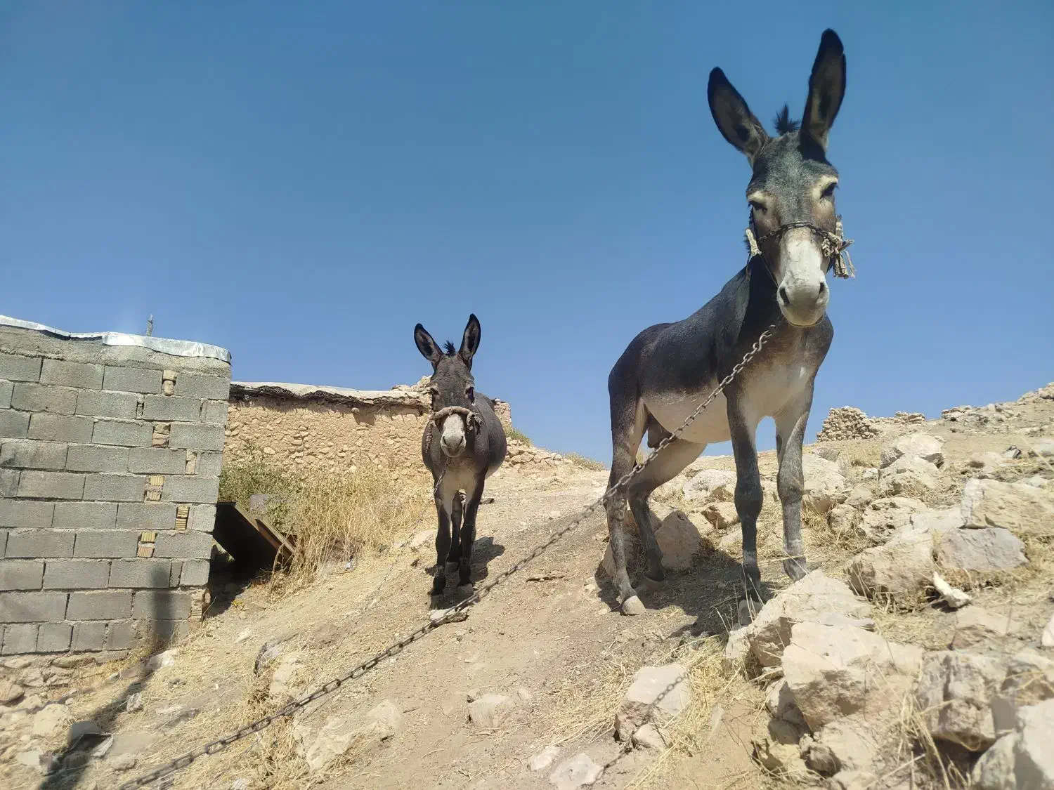 الاغ فروشی|حیوانات مزرعه|شیراز, سعدیه شمالی|دیوار