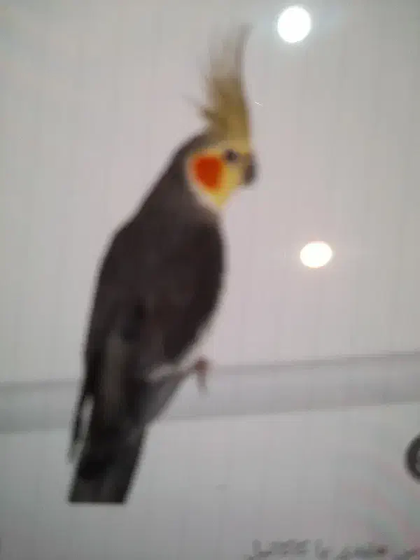 گمشده|حیوانات|فردوس (خراسان), |دیوار