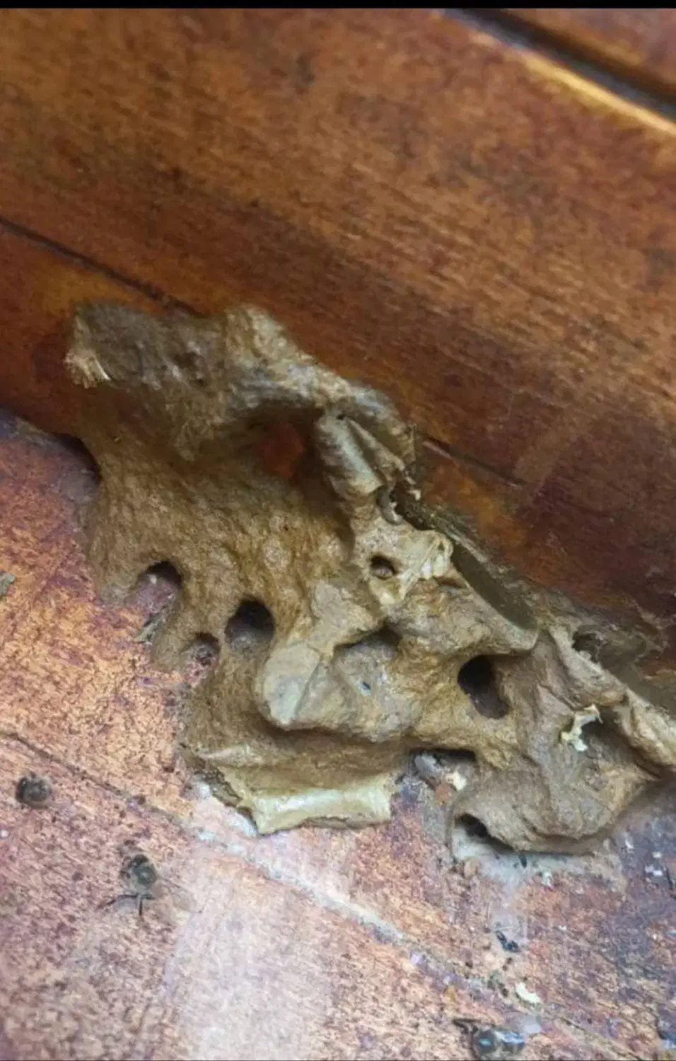 بره موم|خوردنی و آشامیدنی|سنندج, |دیوار