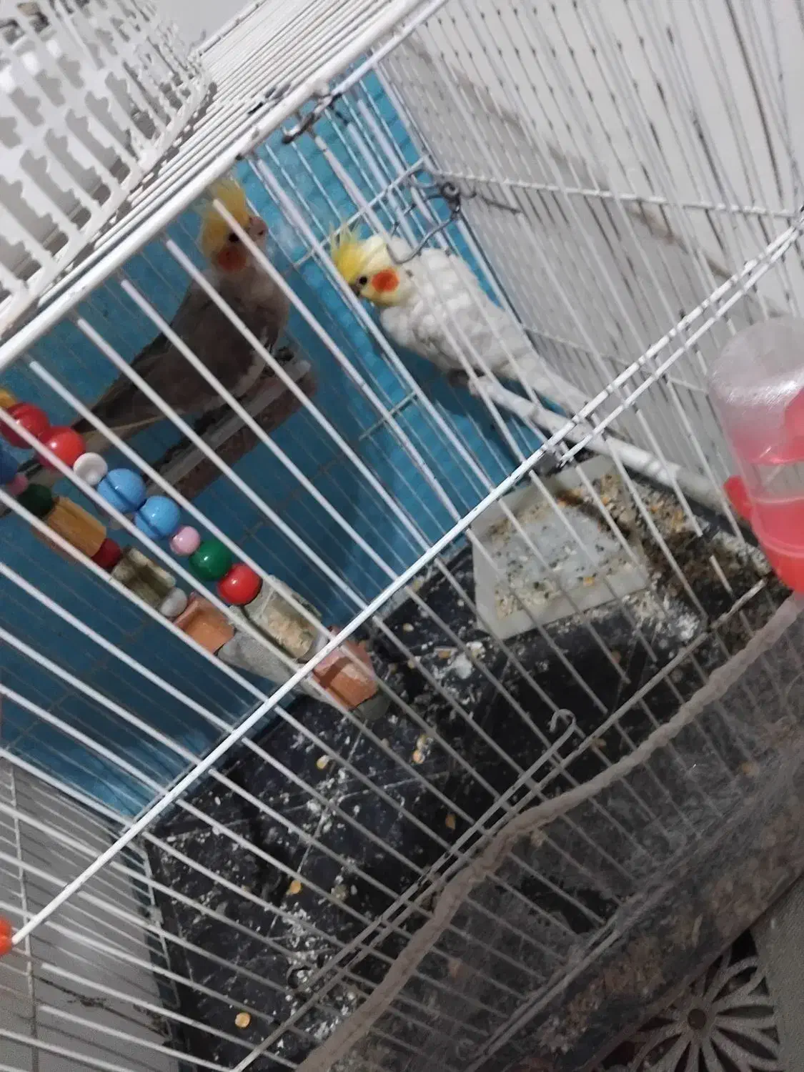 عروس هلندی خیلی خوب|پرنده|تربت جام, شاهد|دیوار