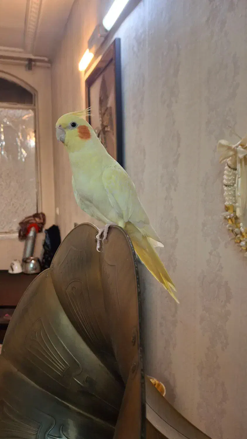 عروس هلندی نر آماده سن. یک سال|پرنده|قدس, شهر‌قدس|دیوار