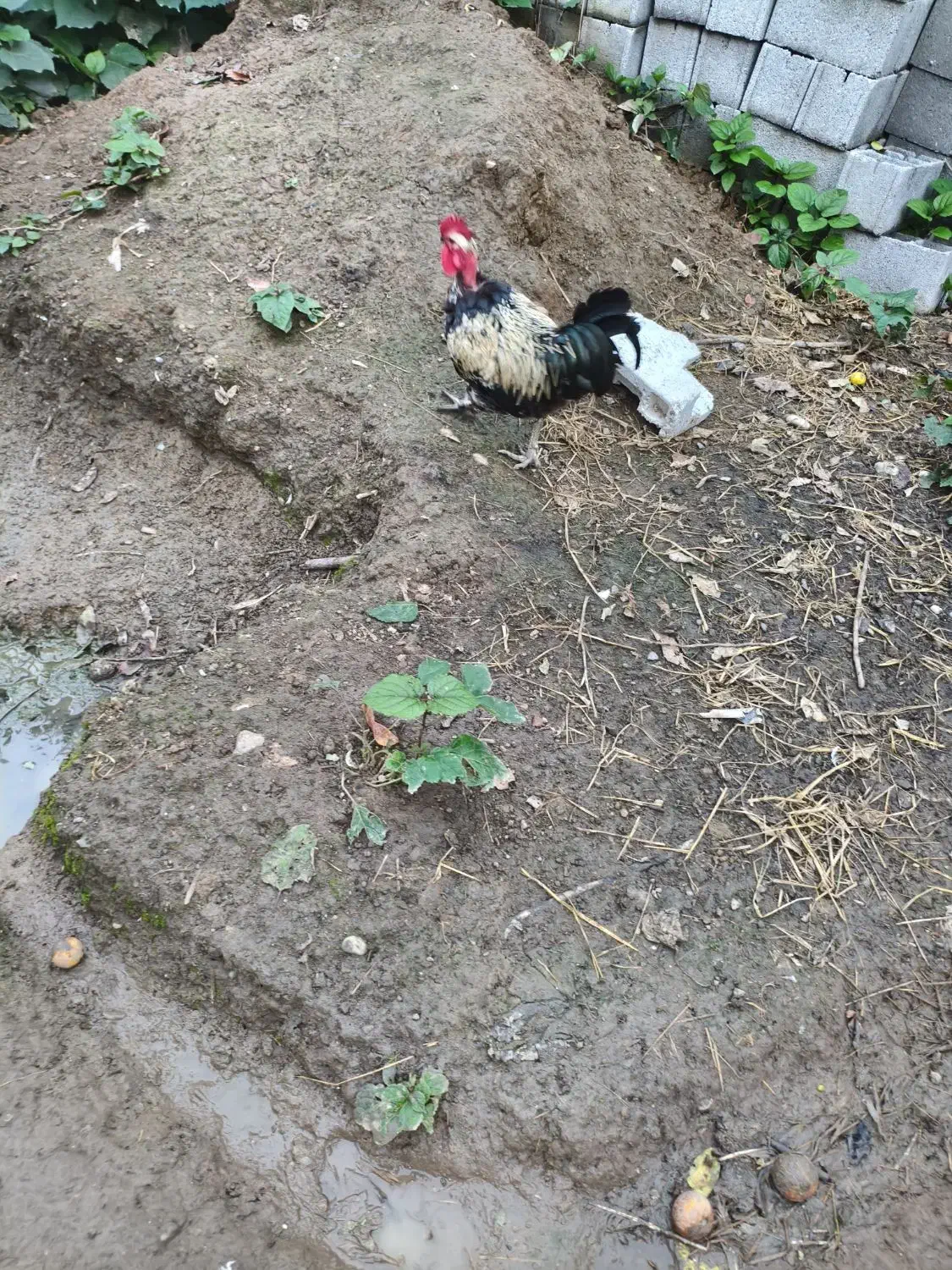 خروس های مولد پرکامل سیامرندی.گلپایگانی.گلین.برهما|حیوانات مزرعه|خرمآباد (تنکابن), |دیوار