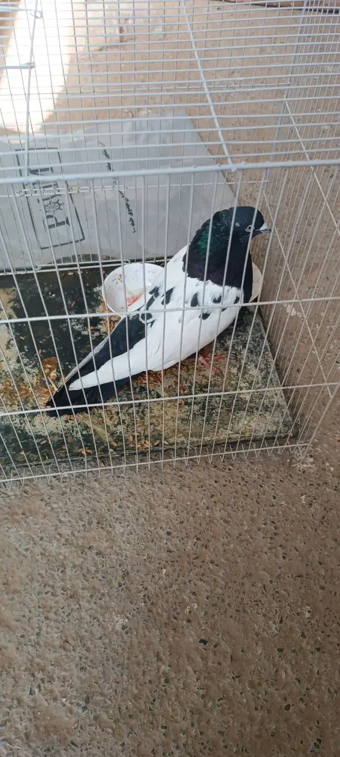 سینه سیاه نر|پرنده|چناران, |دیوار