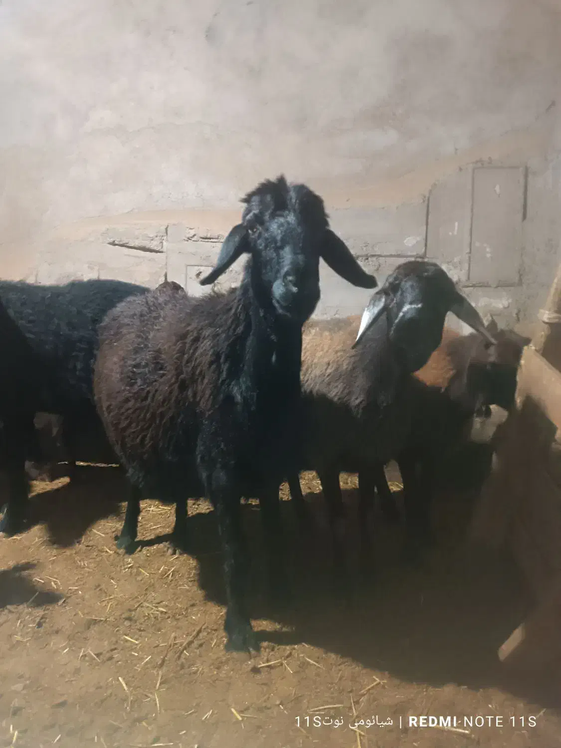 10 راس گوسفند جوان|حیوانات مزرعه|مهربان, |دیوار