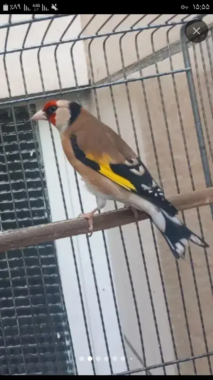 آگهی بخونید|پرنده|کرمانشاه, |دیوار