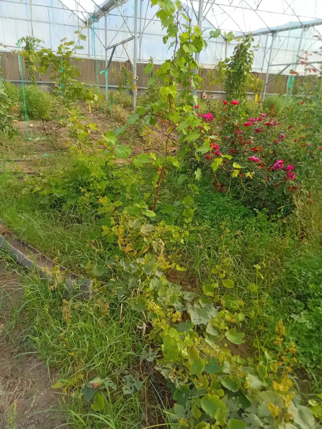 سازه گلخانه|ماشینآلات صنعتی|آشخانه, |دیوار