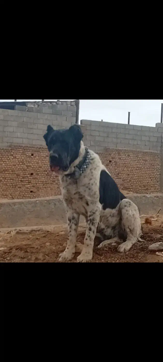 لاس خراسانی آلابای قدرجونی سرابی|سگ|خمینیشهر, |دیوار