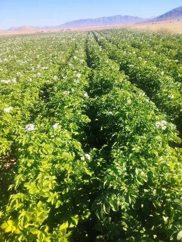 فروش سیب بذر بورن سانته کلمبا|گل و گیاه طبیعی|بروجن, |دیوار