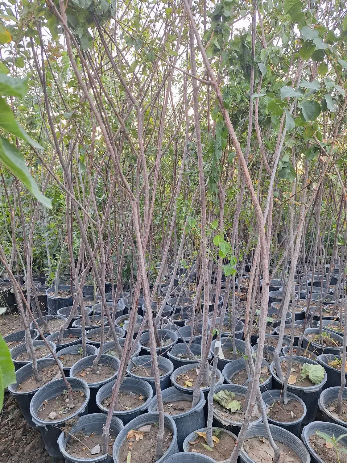 البالو و گیلاس و البالو مجاری|خدمات باغبانی و درختکاری|فلاورجان, |دیوار